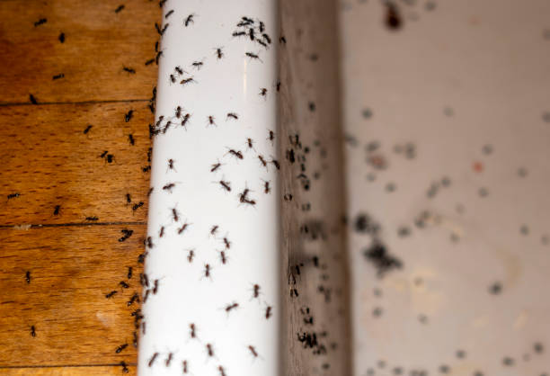 Best Emergency Pest Control  in Lithopolis, OH