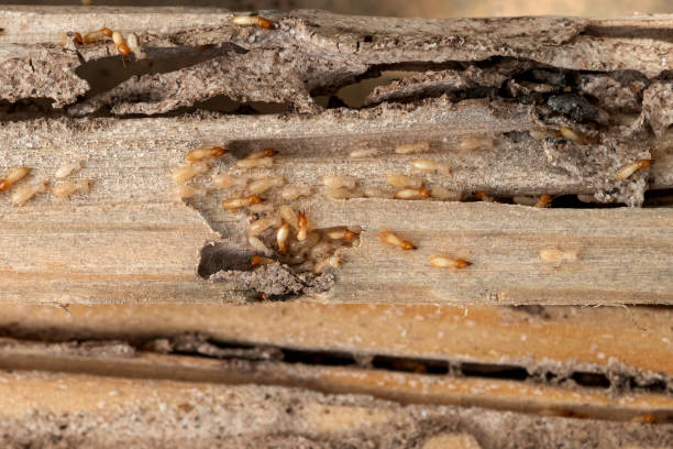 Best Termite Control Services  in Lithopolis, OH